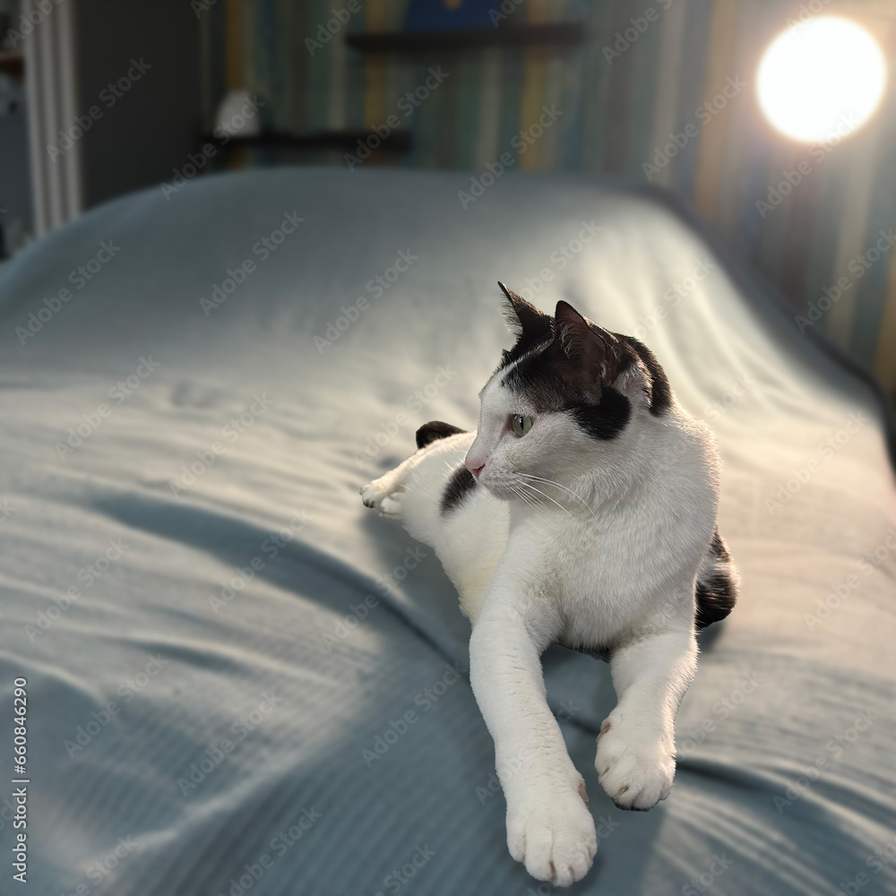 Fototapeta premium cat on the bed