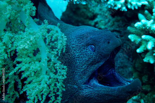 Fish of the Red Sea. Giant Moray © Александр Кузнецов