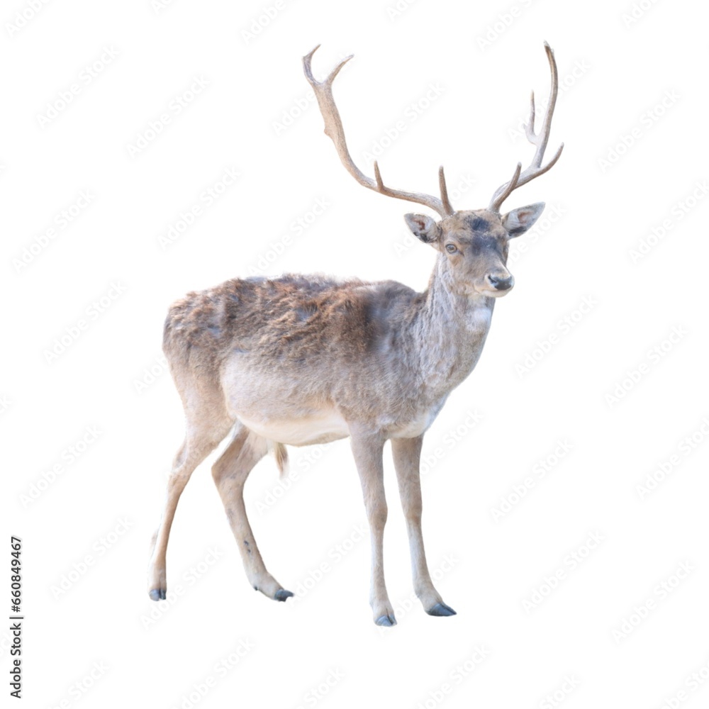 wild animal mammal fallow deer on white background- wild animal mammal fallow deer on white background-
