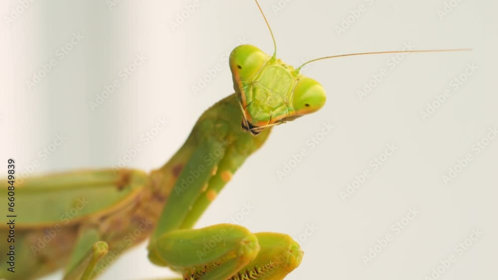 Praying mantis scientifically known as Mantodea in its natural habitat, predatory behavior and fascinating close-up details. High quality wild nature incects super macro 4K footage concept. Thailand.