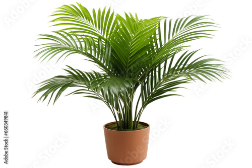 Areca Palm isolated on transparent background, Generative Ai