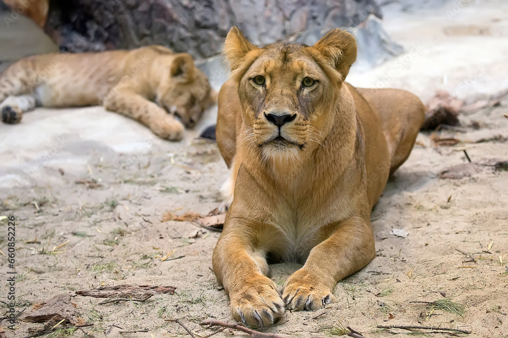 Fototapeta premium Lioness resting in a clearing 
