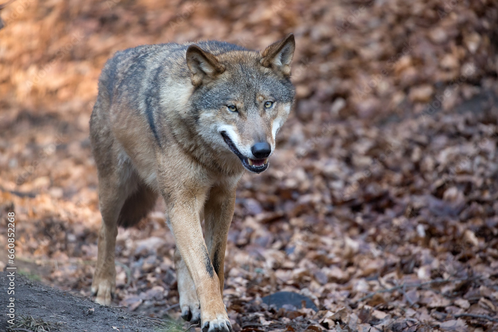 Wolf in the run in the forest