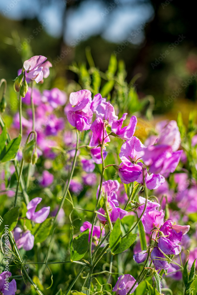 Purple flowers of sweet pea (Lathyrus odoratus)