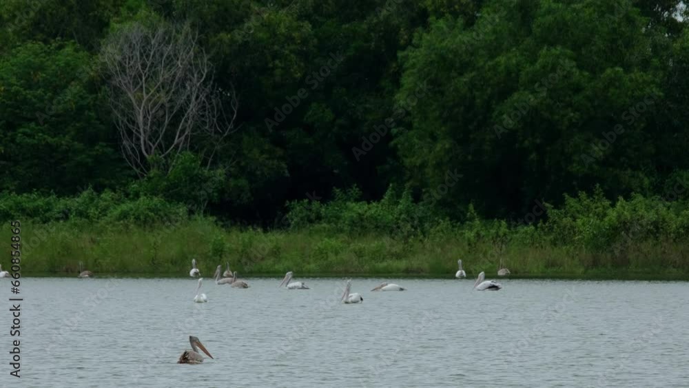 Wading in a fishpond, a colony of Spot-billed Pelicans Pelecanus philippensis are patiently waiting for fish to eat at Nakhon Nayok province in Thailand. Wading in a fishpond, a colony of Spot-billed Pelicans Pelecanus philippensis are patiently waiting for fish to eat at Nakhon Nayok province in Thailand.