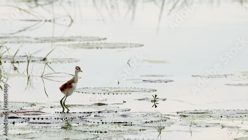 Squawking and hopping on the lily pads in the water, a Bronze-winged Jacana Metopidius indicus fledgling is hopping and running out to the left side of the frame, in Nakhon Nayok province in Thailand. photo