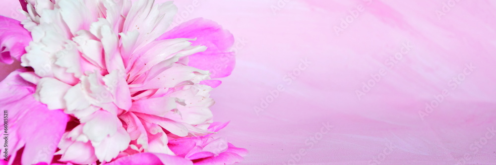 Widescreen panoramic view design flower wallpaper. Blooming pink and white peony bud close up in pink abstract background