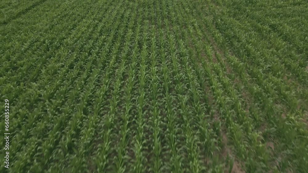 View of green cornfield. Aerial drone forward View of green cornfield. Aerial drone forward