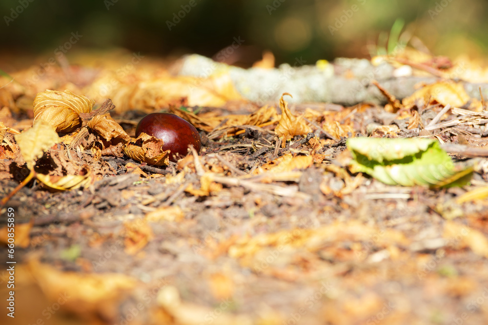 a ripe chestnut fallen from a tree lies on the ground among the autumn foliage a ripe chestnut fallen from a tree lies on the ground among the autumn foliage