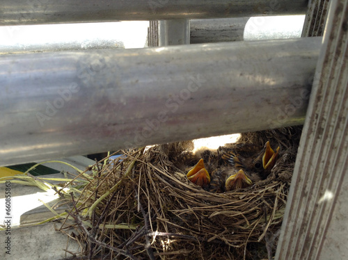 baby birds in nest (New Zealand)