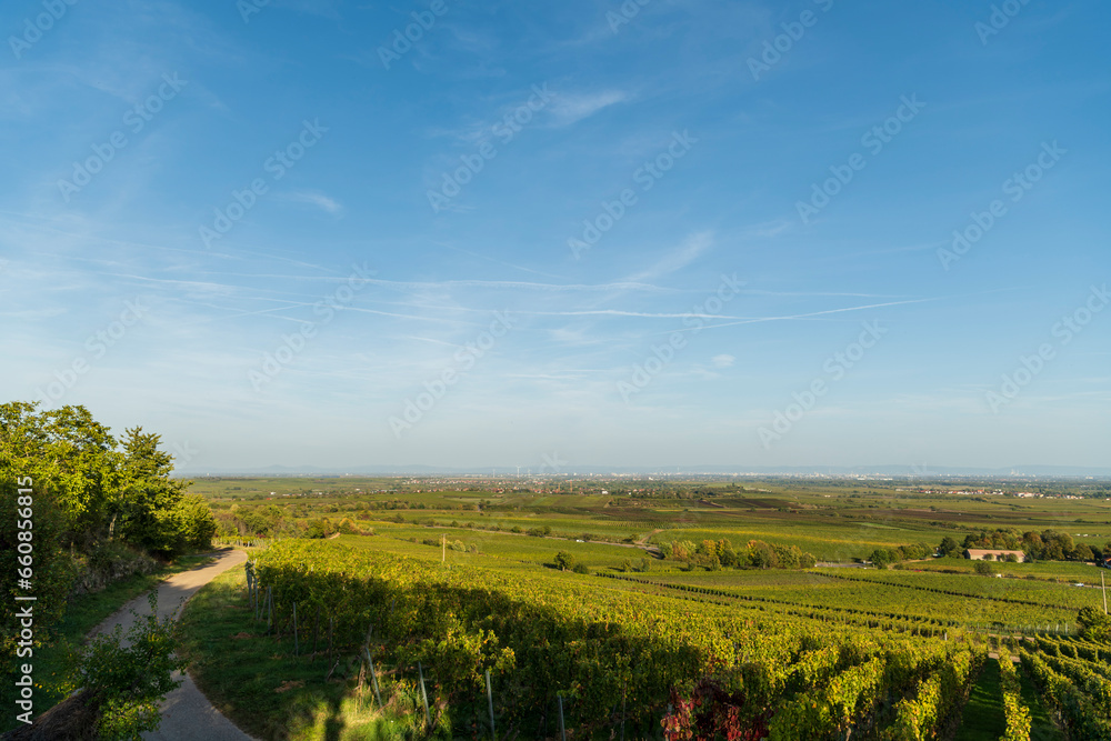 landscape with sky and vineyard