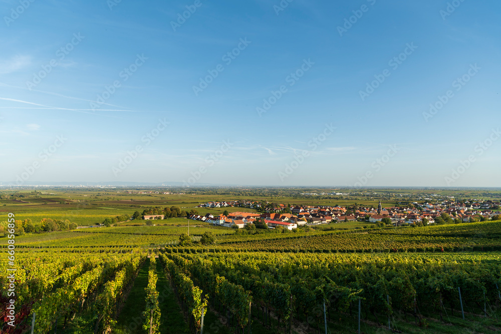 vineyard in the country