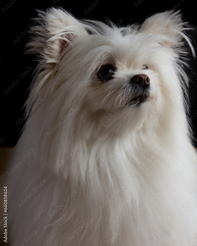 Naklejka premium Pomeranian, maltese mixed breed, creme white fluffy dog