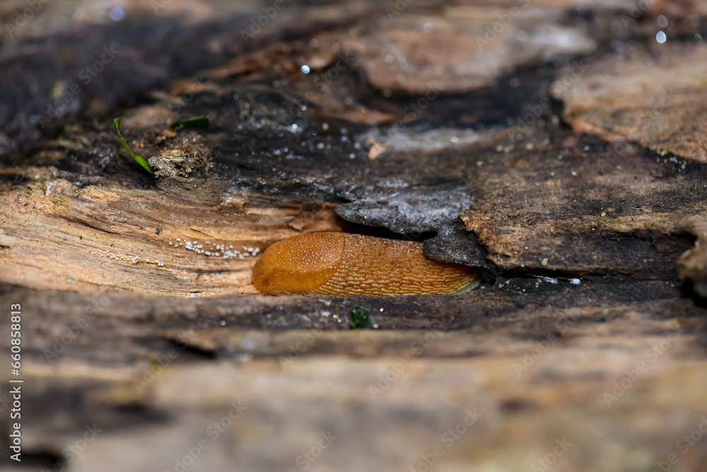 Carpathian slug sitting on a tree Carpathian slug sitting on a tree