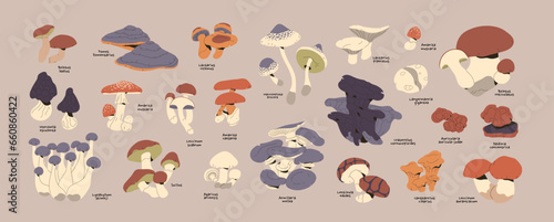 Mushrooms set. Forest edible flora for harvest. Various bolete, fungi: suillus, agaric, amanita, aspen, morel, honey fungus, shimeji, giant puffball. Autumn nature. Flat isolated vector illustration