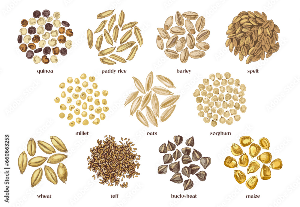 Cereal crop seeds vector set - obrazy, fototapety, plakaty 