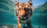 A majestic tiger swimming in the water