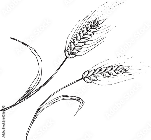 Vector graphic illustration of ears of wheat . Black and white sketch on a white background. Suitable for logo, bakery design, wrapping paper
