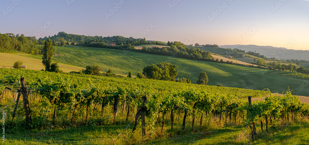 Sunlight of a late summer afternoon on vineyards in the southwest of Bologna: Protected Geographical Indication area of typical wine named 