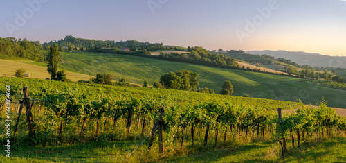 Sunlight of a late summer afternoon on vineyards in the southwest of Bologna: Protected Geographical Indication area of typical wine named "Pignoletto". Bologna province, Emilia Romagna, Italy.