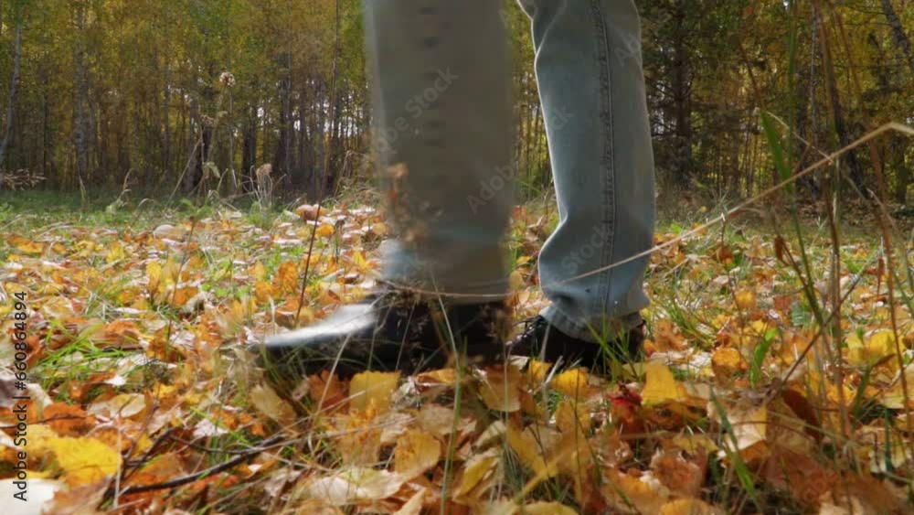 Close-up of a woman's feet walking on fallen autumn leaves. Forest glade in autumn. Close-up of a woman's feet walking on fallen autumn leaves. Forest glade in autumn.