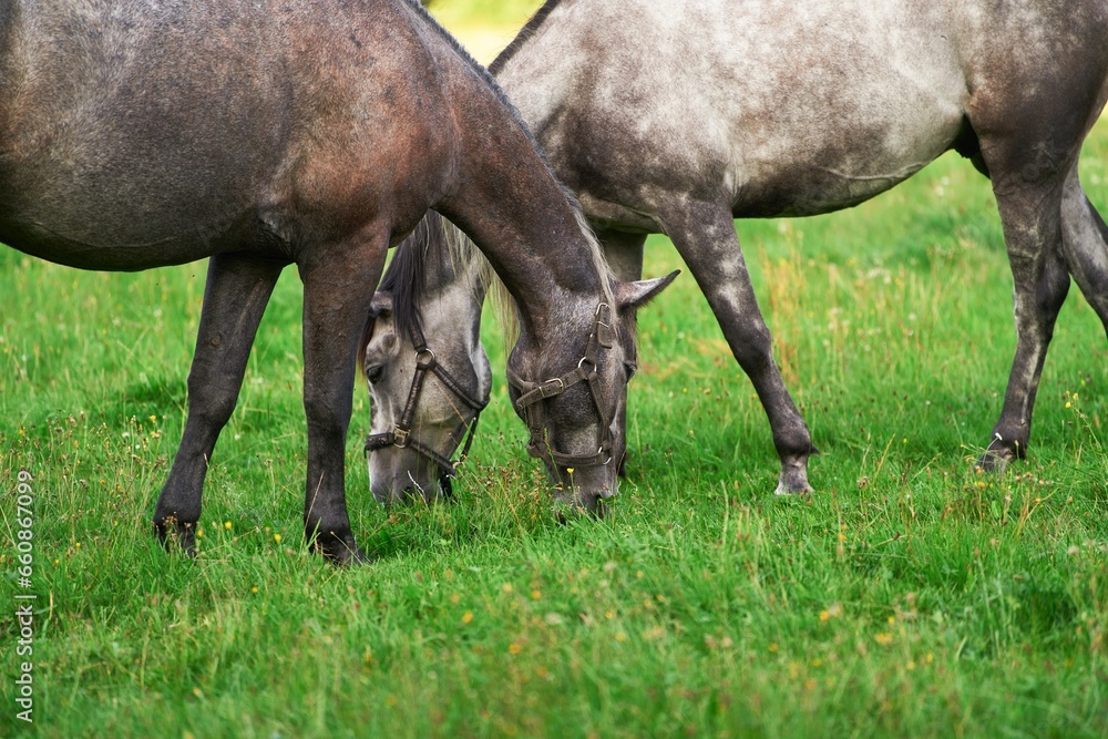 Horse farm. Horses grazing at sunset in a field. Rural farm landscape.