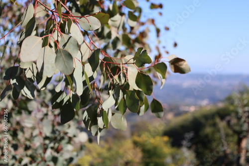 eucalyptus branch