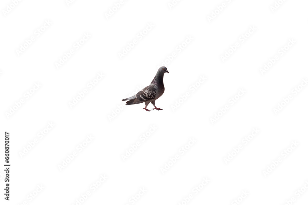 Obraz premium black headed gull. png
