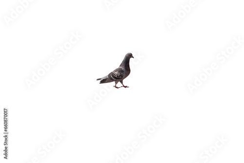 black headed gull