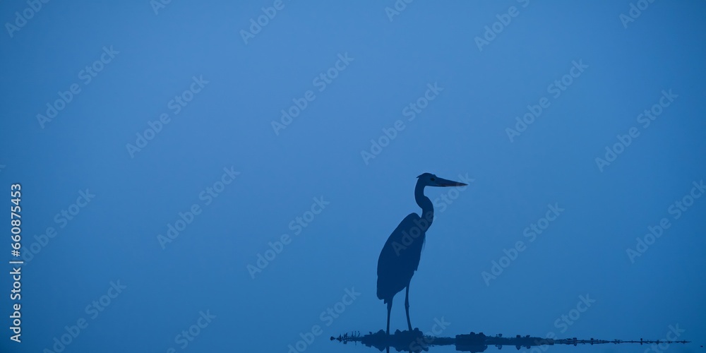 Silhouette of Great Blue Heron on water in foggy weather Silhouette of Great Blue Heron on water in foggy weather