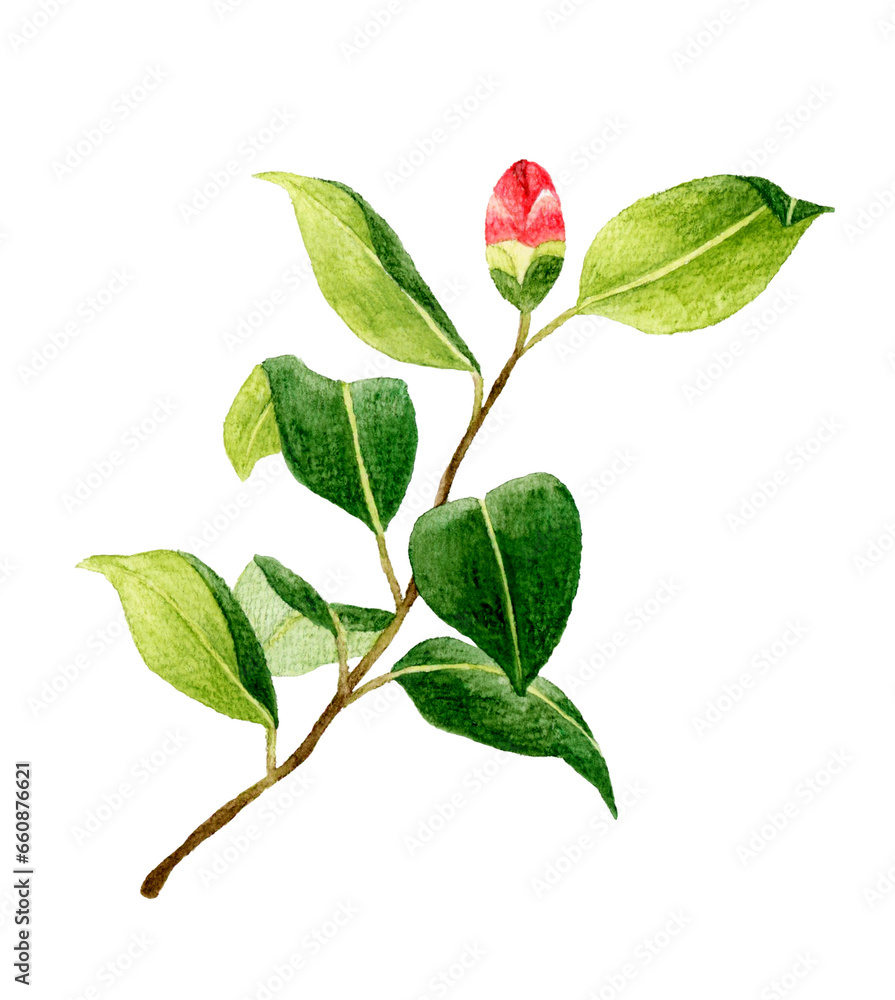 赤色の椿のつぼみ 冬・春の花の手描き水彩イラスト素材 赤色の椿のつぼみ 冬・春の花の手描き水彩イラスト素材