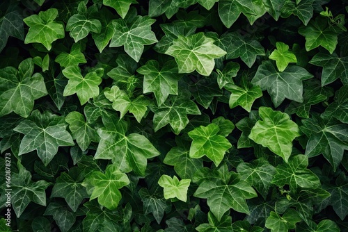 Beauty nature embrace. Green ivy wall. Fresh foliage. Leaf texture. Art of climbing. Leaves on walls textures