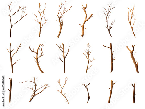 Dried Tree Branches Collection Isolated on Transparent or White Background, PNG