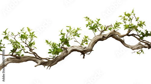 Exotic Tree Branches from Tropical Jungles Isolated on Transparent or White Background, PNG