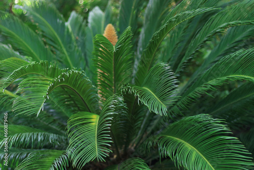 Leaves of Cycas. Flower of cycad large pollen above an cycad sago palm. Landscape plant. Cycas revoluta male cycad plant blooms. Natural green background. Green palm leaves in sunlight photo