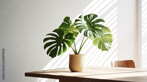 Beautiful monstera flower in a white pot stands on a wooden table on a white background. The concept of minimalism.