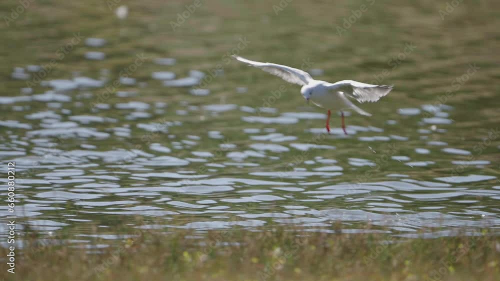 Black-headed Gull captured in slow motion flying and diving into water Black-headed Gull captured in slow motion flying and diving into water