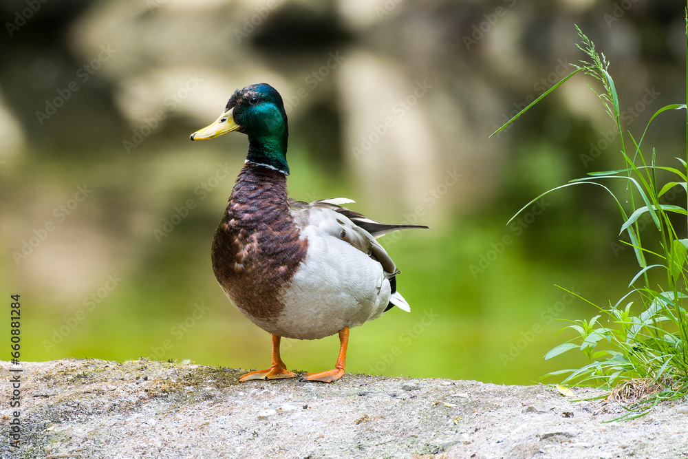 Stockenten Erpel im Frühjahr in der Spree bei der Futtersuche in der Mauser Stockenten Erpel im Frühjahr in der Spree bei der Futtersuche in der Mauser
