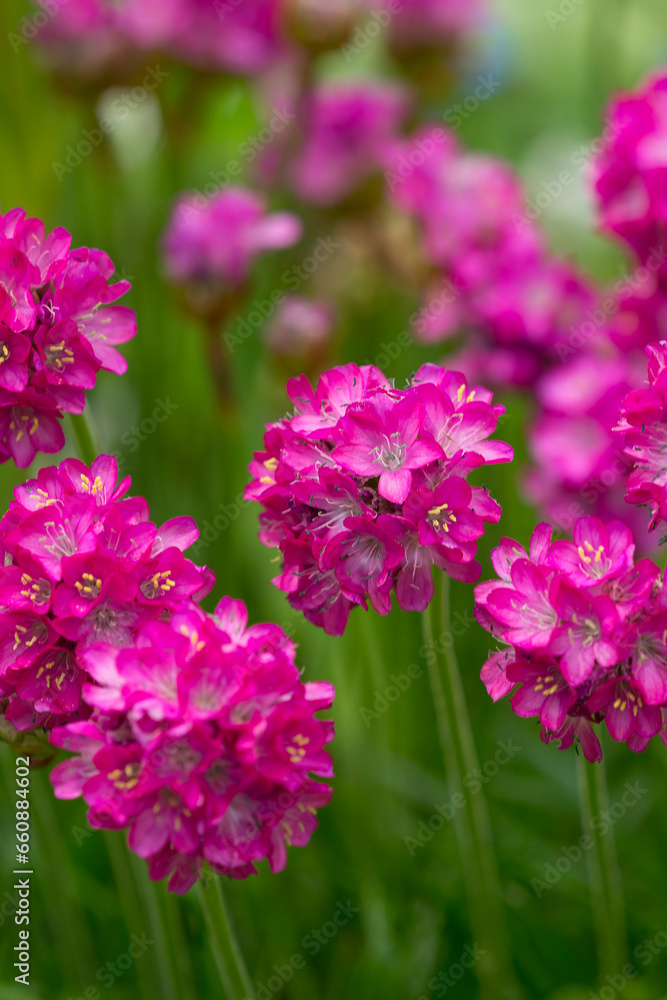 Strand-Grasnelke (Armeria maritima) Strand-Grasnelke (Armeria maritima)