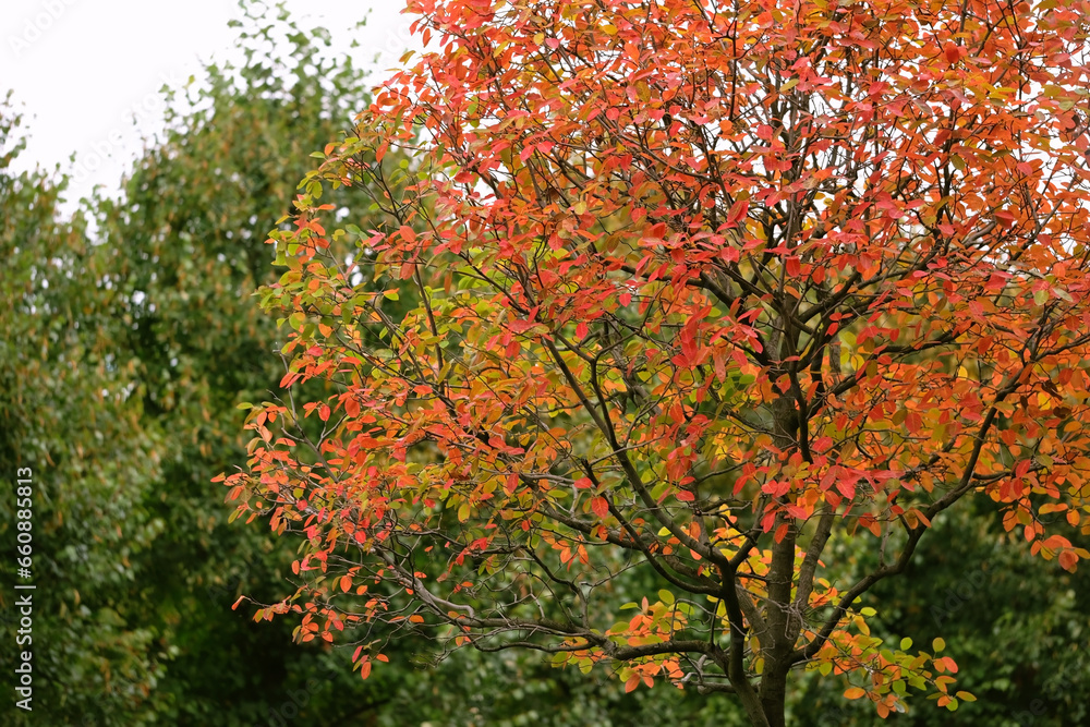 Bright red-orange foliage tree in autumn forest, natural abstract background. beautiful harmony mood. autumn landscape. fall season.