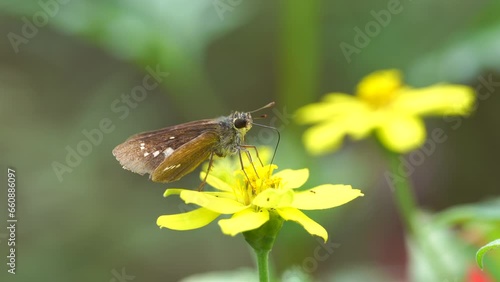 Dark Small-branded Swift (Pelopidas mathias) nectaring and flying a Zinnia profusion photo