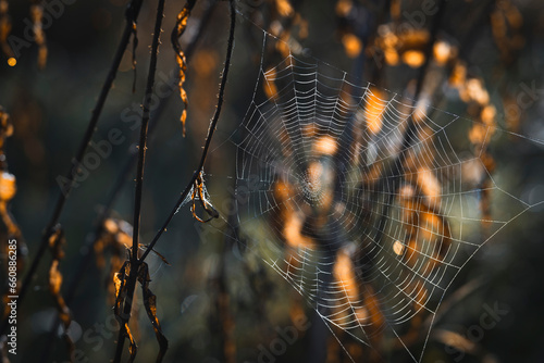 A wet spider web in the morning sunlight in autumn in front of rotting foliage