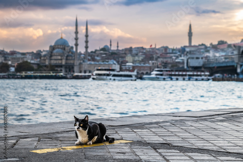 A cat on the Karakoy pier on the shores of the Golden Horn Bay in Istanbul. Love for cats is one of the symbols of Istanbul.