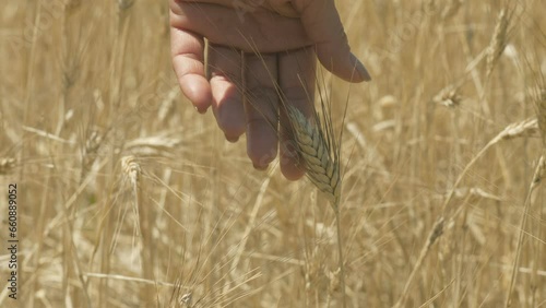 Farmer hand touching and checking quality of ripe ears of wheat ready to harvest
