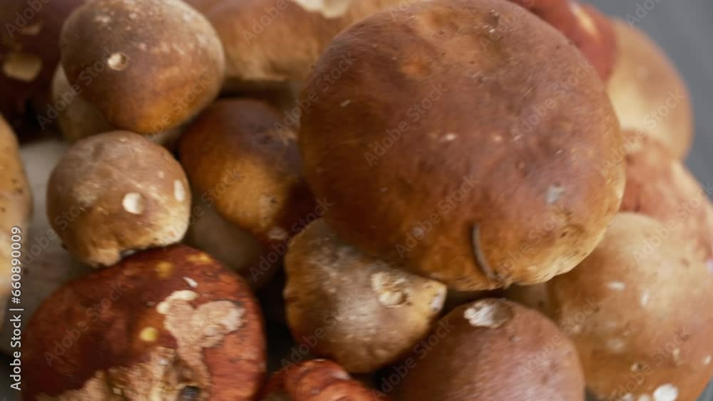Porcini mushrooms on the grey wooden table background. Autumn ceps harvest. Freshly picked boletus mushrooms . Porcini mushrooms on the grey wooden table background. Autumn ceps harvest. Freshly picked boletus mushrooms .