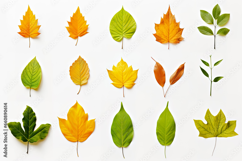 Leaves collection on white background. Top view.