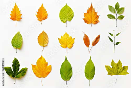 Leaves collection on white background. Top view.