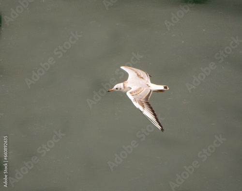 seagull flying in the water