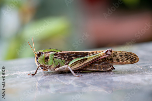 фотографія A big migratory locust resting before fly away
