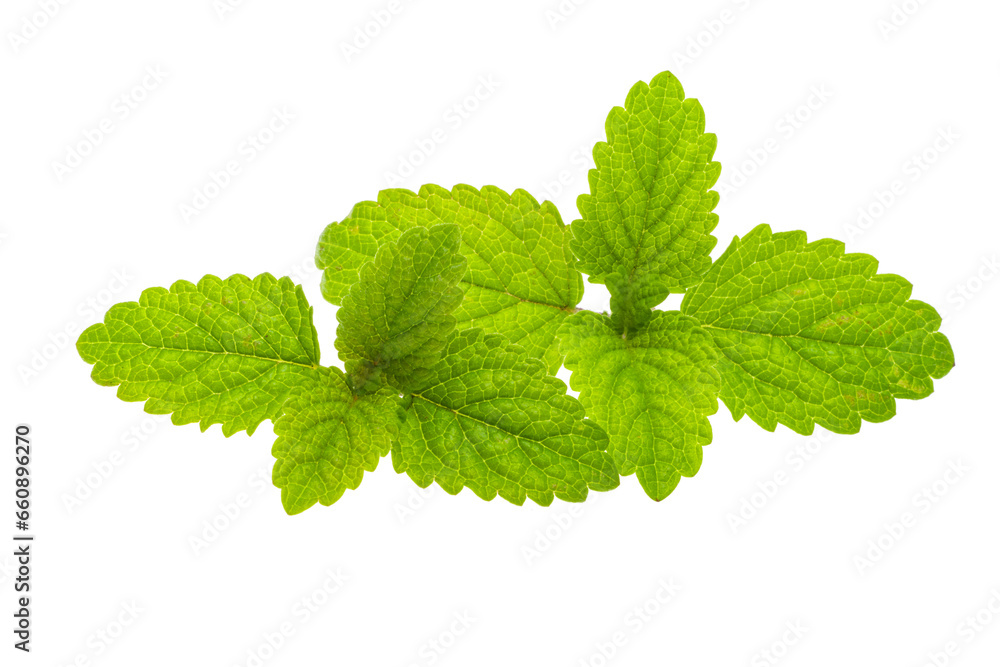 mint isolated